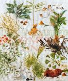 Herbal Ingredients Picture